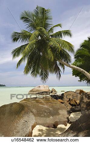 Rochers Et Palmiers Long Plage Anse A La Mouche Mahe Seychelles Banque Dimage