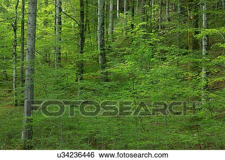 Stock Photograph - Architecture and Landscapes of Slovenia. Fotosearch