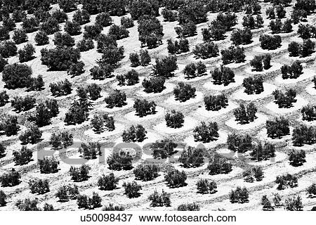 Spain: the Golden Triangle of Andalucia View Large Photo Image Stock Photo - Spain: the Golden Triangle of Andalucia. Fotosearch