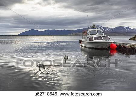 Boat in harbor, Hvalfjordur, Iceland View Large Photo Image Stock Photograph - Boat in harbor, Hvalfjordur, Iceland. Fotosearch