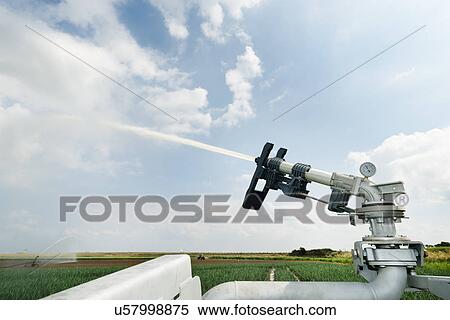 Stock Photography - Close up of irrigation spray on field plant crop due to prolonged drought, Rilland, Zeeland, Netherlands. Fotosearch
