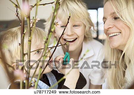 Stock Photo - Close up of mid adult mother and two sons trimming blossom twigs in sitting room. Fotosearch