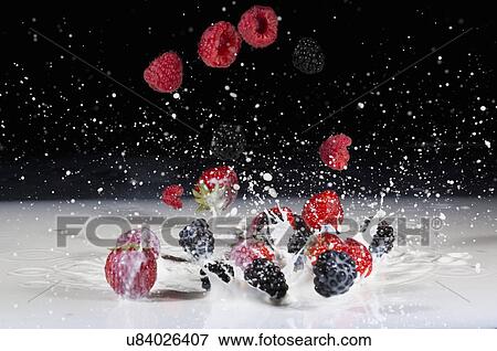 Fresh raspberries and strawberries dropping and splashing into milk View Large Photo Image Stock Photo - Fresh raspberries and strawberries dropping and splashing into milk. Fotosearch