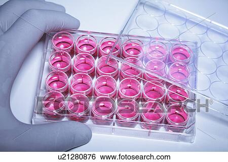Stock Photograph - Gloved hand holding multiwell dish containing cell culture medium (DMEM). Fotosearch