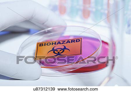 Gloved hand removing bio hazard lid from petri dish View Large Photo Image Stock Photo - Gloved hand removing bio hazard lid from petri dish. Fotosearch