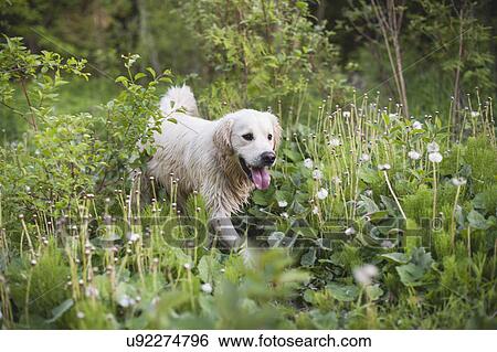 Golden retriever walking alone in long grass View Large Photo Image Stock Photograph - Golden retriever walking alone in long grass. Fotosearch