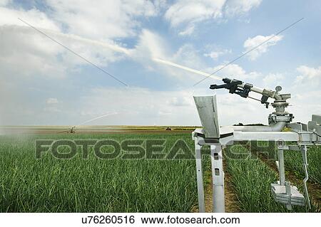 Stock Photograph - Irrigation sprays on field plant crop due to prolonged drought, Rilland, Zeeland, Netherlands. Fotosearch