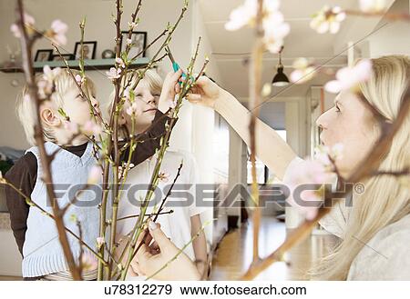Stock Photo - Mid adult mother and two sons trimming blossom twigs in sitting room. Fotosearch