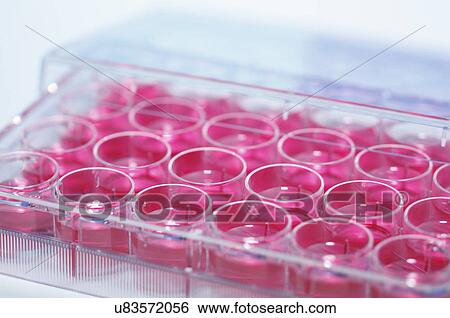 Multiwell dish containing cell culture medium (DMEM) View Large Photo Image Stock Photograph - Multiwell dish containing cell culture medium (DMEM). Fotosearch