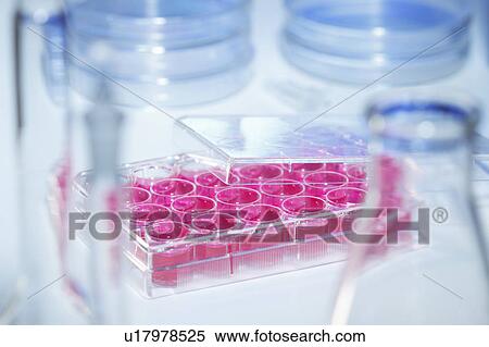 Stock Photography - Multiwell plate containing cell culture medium (DMEM) surrounded by laboratory flasks. Fotosearch