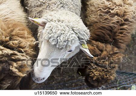 Overhead view of a white sheep in between brown sheep View Large Photo Image Stock Image - Overhead view of a white sheep in between brown sheep. Fotosearch