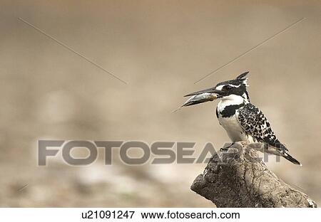 Stock Photo - Pied kingfisher with fish in beak, Mana Pools, Zimbabwe. Fotosearch