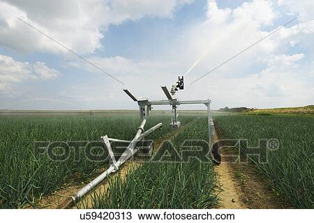 Plant crop irrigation due to prolonged drought, Rilland, Zeeland, Netherlands View Large Photo Image Stock Image - Plant crop irrigation due to prolonged drought, Rilland, Zeeland, Netherlands. Fotosearch