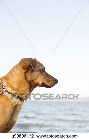 Profile portrait of a dog gazing out to sea View Large Photo Image Stock Image - Profile portrait of a dog gazing out to sea. Fotosearch