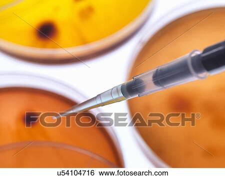 Stock Photograph - Scientist pipetting sample into a petri dish containing cultured bacteria in a microbiology lab. Fotosearch