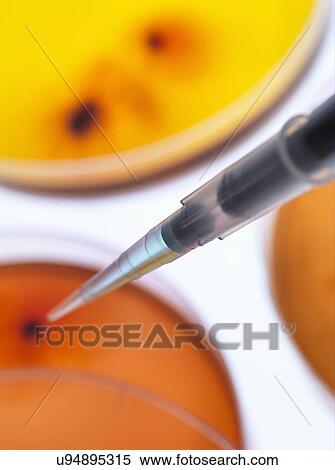 Scientist pipetting sample into a petri dish containing cultured bacteria in a microbiology lab View Large Photo Image Stock Photography - Scientist pipetting sample into a petri dish containing cultured bacteria in a microbiology lab. Fotosearch