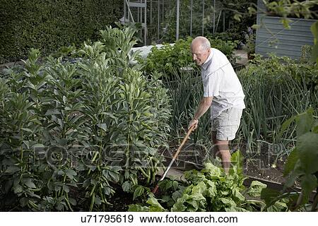 Stock Photo - Senior man raking his vegetable garden. Fotosearch