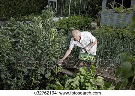 Picture - Senior man selecting vegetables for harvest in vegetable garden. Fotosearch