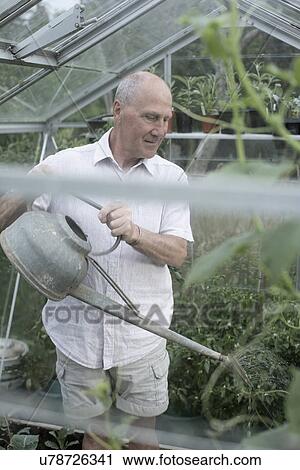 Senior man watering plants in his garden greenhouse View Large Photo Image Stock Image - Senior man watering plants in his garden greenhouse. Fotosearch