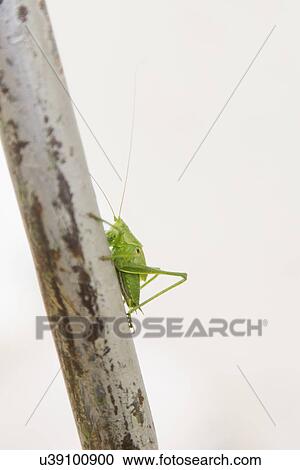 Stock Image - Side view of green cricket on a stem. Fotosearch