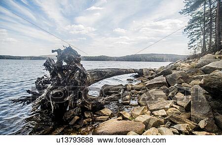 View of lake with rocks and old fallen tree View Large Photo Image Stock Photo - View of lake with rocks and old fallen tree. Fotosearch