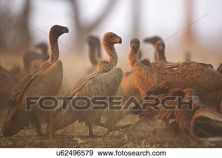 White-backed vultures on Impala carcass, Mana Pools, Zimbabwe View Large Photo Image Stock Photo - White-backed vultures on Impala carcass, Mana Pools, Zimbabwe. Fotosearch
