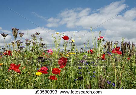 Stock Image - Wild flowers blossoming in summer. Fotosearch