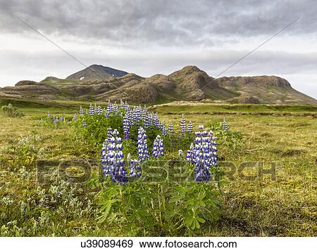 Stock Photo - Wildflowers with distant mountains, Trollafoss, Mosfellsdalur, Iceland. Fotosearch