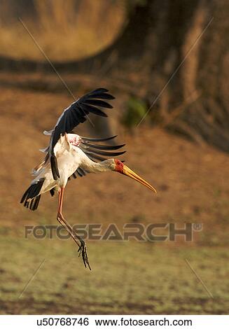 Stock Photograph - Yellow-billed stork landing on grass, Mana Pools, Zimbabwe. Fotosearch