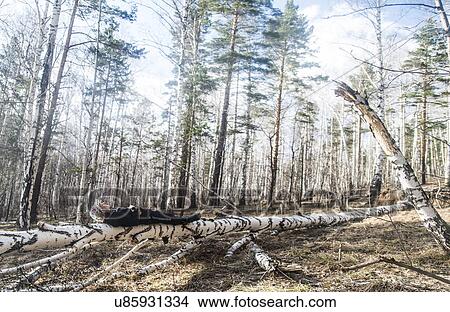 Picture - Young female hiker lying on top of fallen tree in forest. Fotosearch