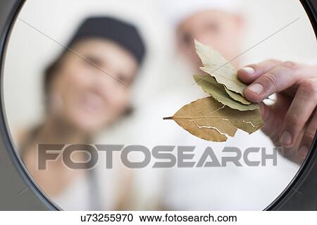 Chefs placing bay leaves into saucepan in commercial kitchen View Large Photo Image Stock Image - Chefs placing bay leaves into saucepan in commercial kitchen. Fotosearch