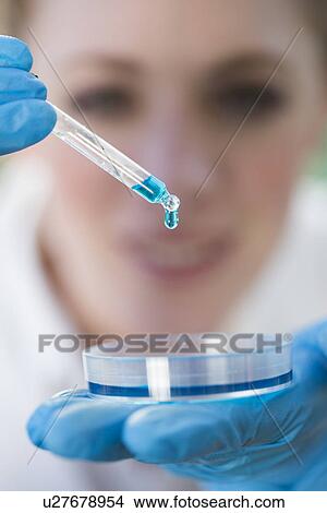 Close up of female scientist pipetting liquid into petri dish View Large Photo Image Picture - Close up of female scientist pipetting liquid into petri dish. Fotosearch