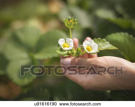 Close up of hands holding strawberry flowers in fruit farm View Large Photo Image Stock Image - Close up of hands holding strawberry flowers in fruit farm. Fotosearch
