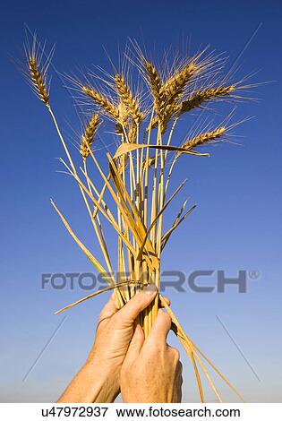 Close up of mature male hands holding up bunch of ripened wheat View Large Photo Image Stock Photo - Close up of mature male hands holding up bunch of ripened wheat. Fotosearch