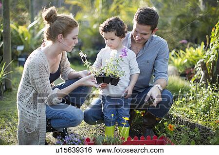 Couple and son looking at plants on allotment View Large Photo Image Stock Photograph - Couple and son looking at plants on allotment. Fotosearch