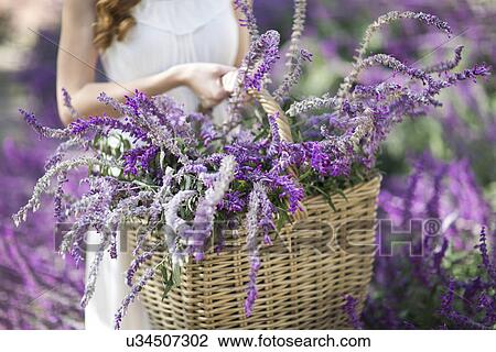 Cropped shot of young woman in garden carrying basket of purple flowers View Large Photo Image Stock Image - Cropped shot of young woman in garden carrying basket of purple flowers. Fotosearch