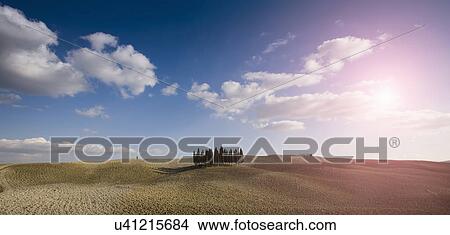 Distant view of cypress trees, Siena, Valle D'Orcia, Tuscany, Italy View Large Photo Image Picture - Distant view of cypress trees, Siena, Valle D'Orcia, Tuscany, Italy. Fotosearch