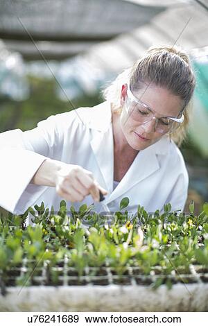 Female scientist feeding plant samples with pipetted liquid View Large Photo Image Stock Photo - Female scientist feeding plant samples with pipetted liquid. Fotosearch