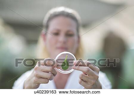 Female scientist holding up leaf sample in petri dish View Large Photo Image Stock Image - Female scientist holding up leaf sample in petri dish. Fotosearch