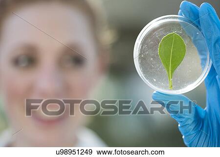Female scientist holding up petri dish with leaf sample View Large Photo Image Stock Photo - Female scientist holding up petri dish with leaf sample. Fotosearch