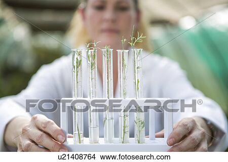 Female scientist holding up plant samples in test tubes View Large Photo Image Picture - Female scientist holding up plant samples in test tubes. Fotosearch
