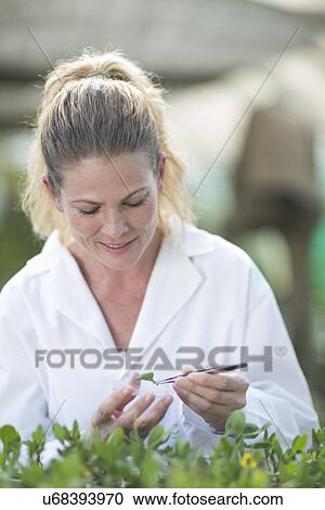 Stock Image - Female scientist monitoring plant samples in polytunnel. Fotosearch