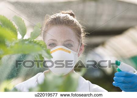 Female scientist spraying liquid onto plant in polytunnel View Large Photo Image Stock Photo - Female scientist spraying liquid onto plant in polytunnel. Fotosearch