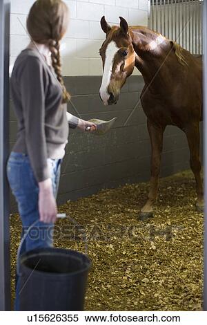 Female stablehand feeding horse in stables View Large Photo Image Stock Photography - Female stablehand feeding horse in stables. Fotosearch