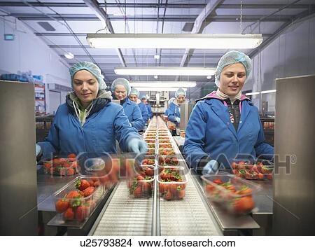 Female workers packing fresh strawberries into trays on fruit farm View Large Photo Image Picture - Female workers packing fresh strawberries into trays on fruit farm. Fotosearch