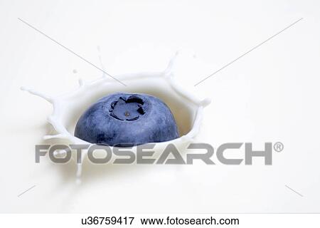 Stock Photo - Fresh blueberry splashing onto milk surface. Fotosearch