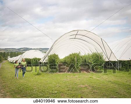 Stock Photograph - Fruit pickers walking past polytunnels on fruit farm. Fotosearch