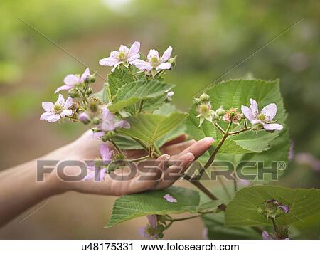 Stock Image - Hand holding blackberry flowers on fruit farm, close up. Fotosearch