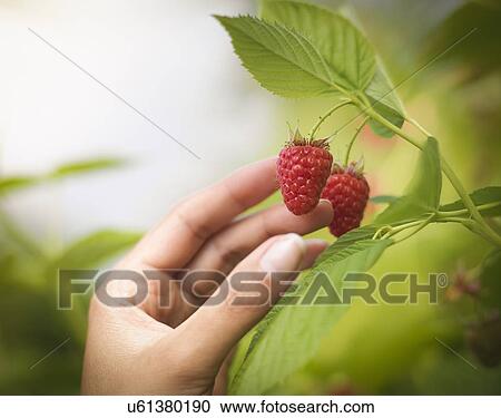 Hand picking raspberries in fruit farm, close up View Large Photo Image Stock Image - Hand picking raspberries in fruit farm, close up. Fotosearch