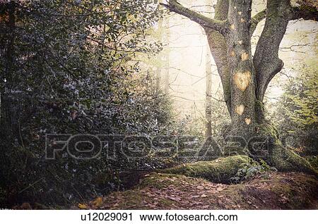 Heart shapes carved into tree in forest View Large Photo Image Stock Image - Heart shapes carved into tree in forest. Fotosearch